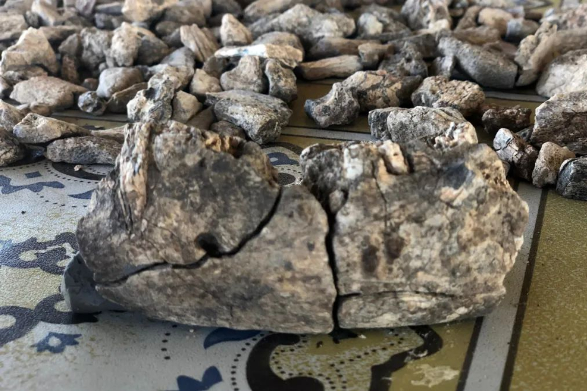 Ilmuwan Temukan Fosil Pertama Periode Evolusi Manusia, Misteri Kehidupan sebelum Kita