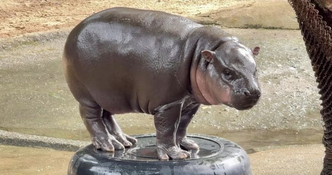 Kandang Moo Deng Dibobol, Pengunjung Nekat Masuk Demi Konten Berujung Ditangkap